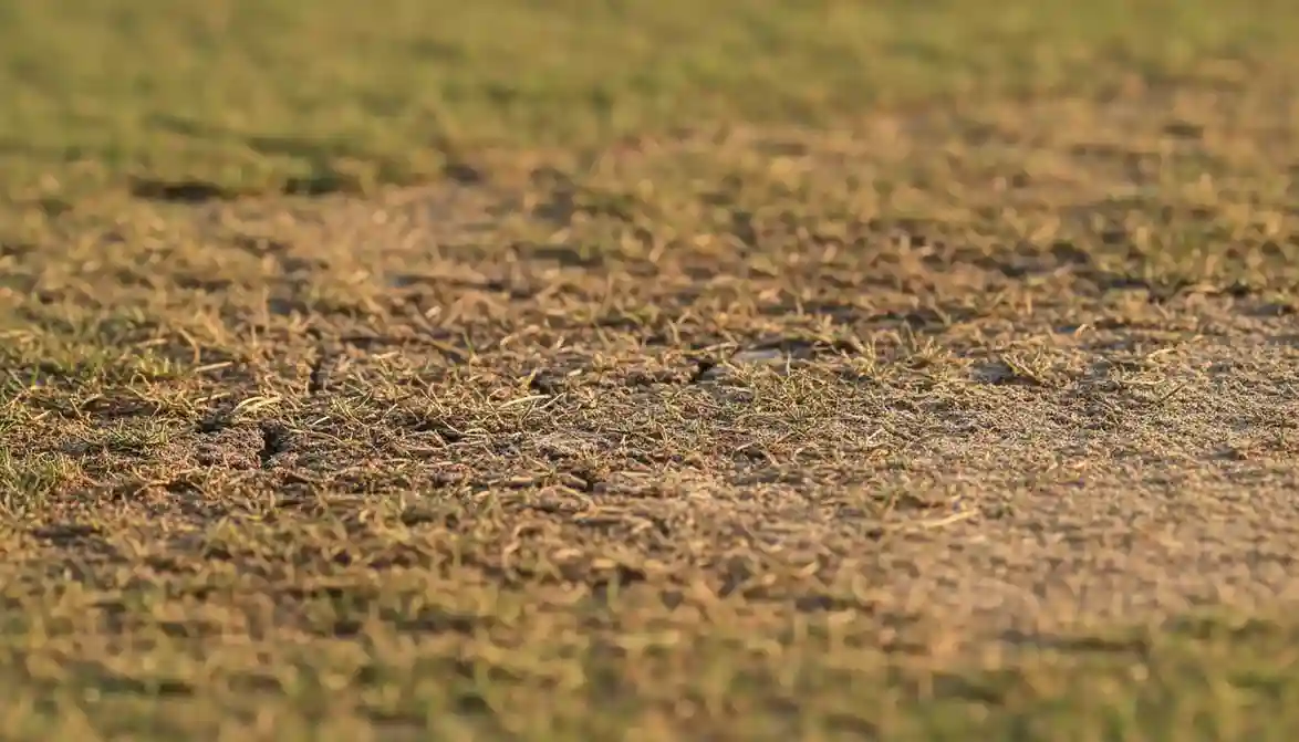 Cricket pitch close-up met graspatroon - pitch analyse voor wedstrategie